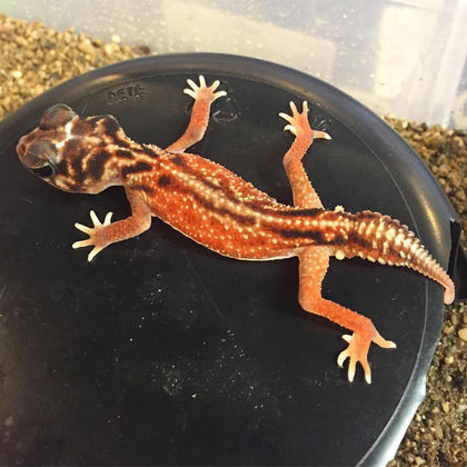 GECKOS FOR SALE!!!